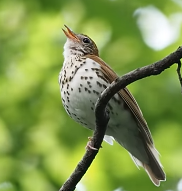 Thumbnail image of wood thrush in Central Park